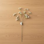 Haste Gypsophila 60cm