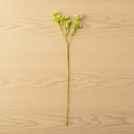 Haste Gypsophyla Pequena 65cm