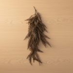 Galho Pendente Samambaia 80cm