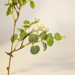 Galho Eucalipto Amora Branca 55cm - Imagem 3