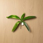 Folha de Cateleia 45cm